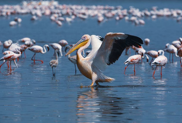 Tanzania 7 Days Bird Watching Safari